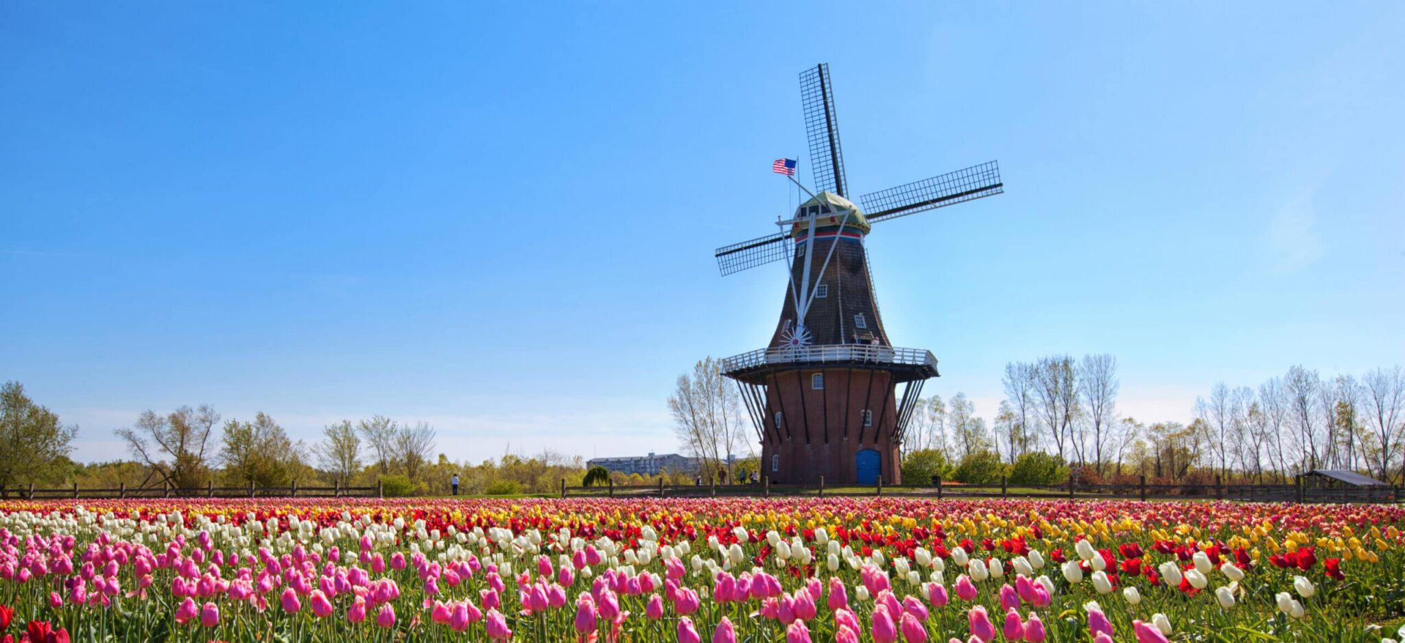 Windmill and tulip fields in Holland, Michigan